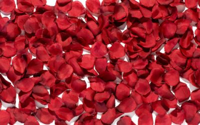 Vendredi 14 Février uniquement sur menu au Castel Del Monte